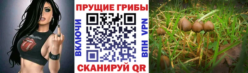 Купить закладки  Новочеркасск  Псилоцибиновые грибы Magic Shrooms 